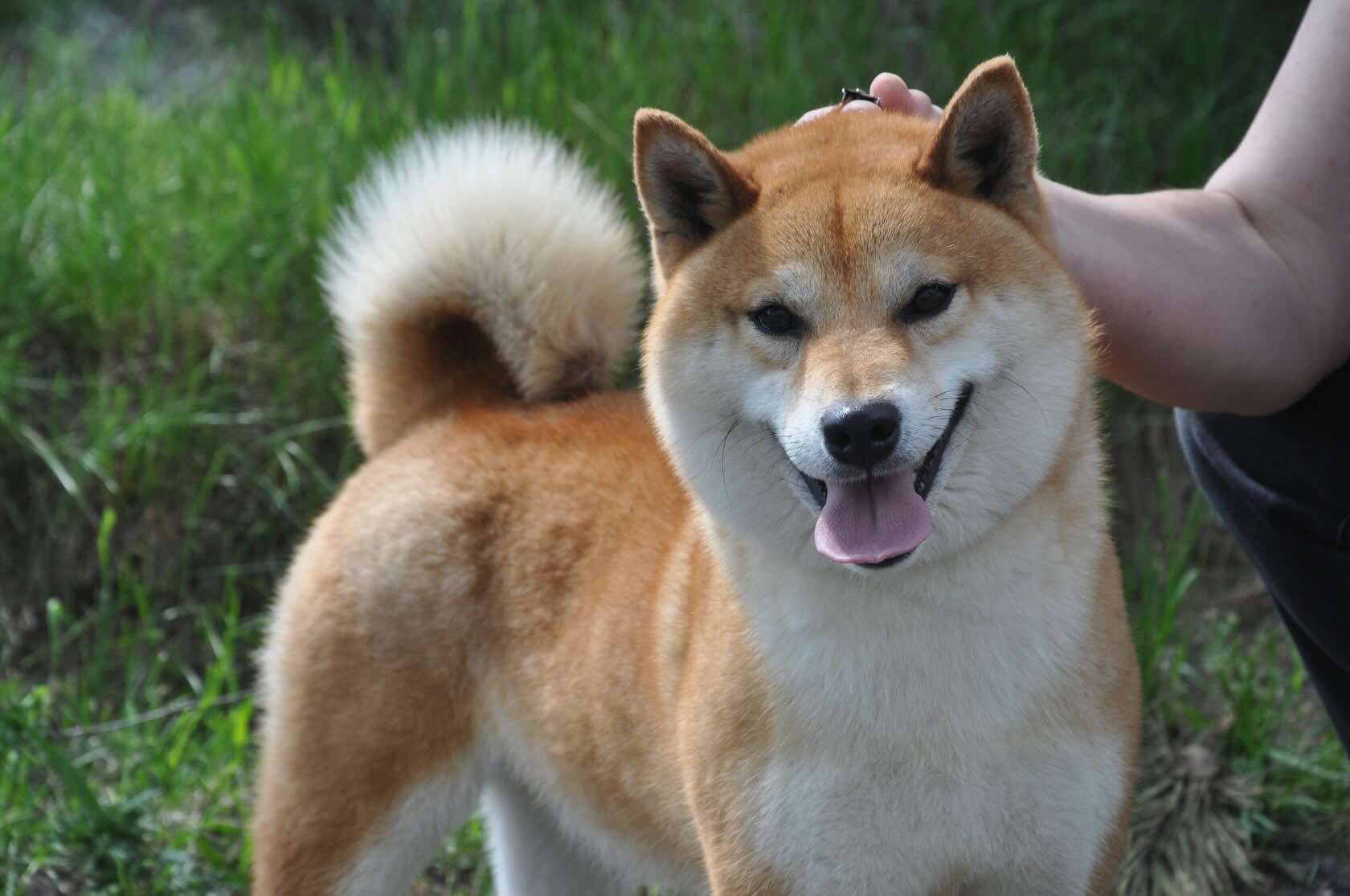 dogs-kennel-yukashi-siba-inu-buy