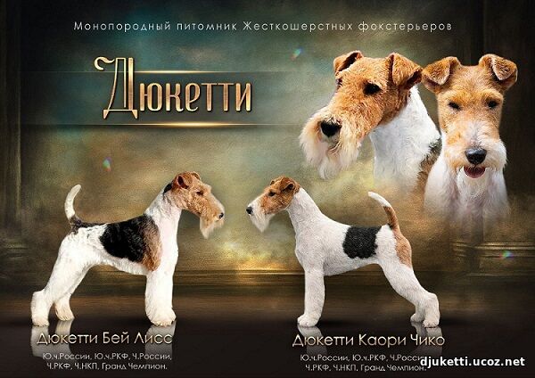 foxterrier-kupit-shchenka-iz-pitomnika