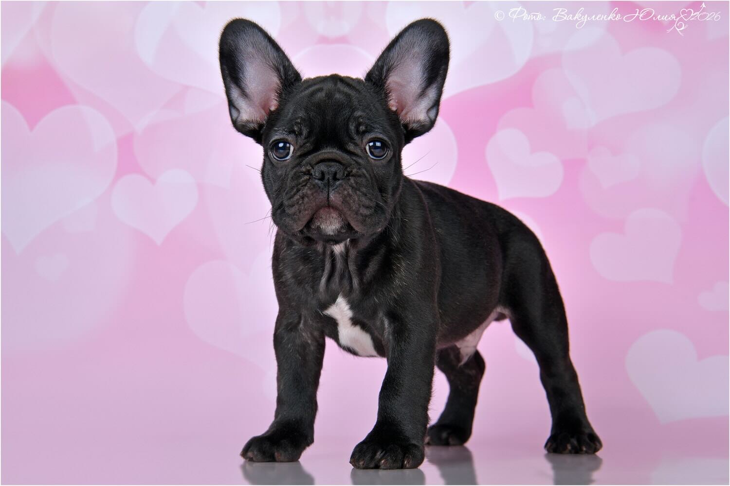 frantsuzskiy-buldog-buy-dog