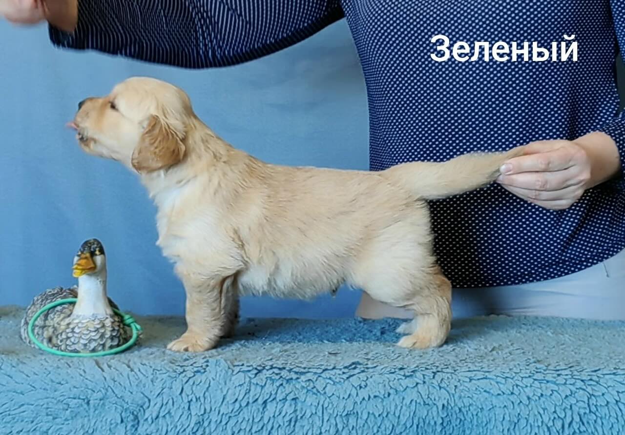 golden-retriver-buy-puppy