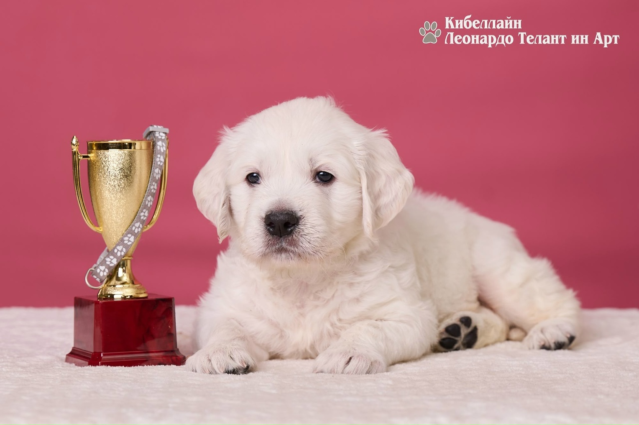golden-retriver-buy-puppy