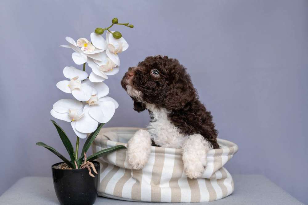 ispanskaya-vodyanaya-sobaka-buy-puppy-from-kennel