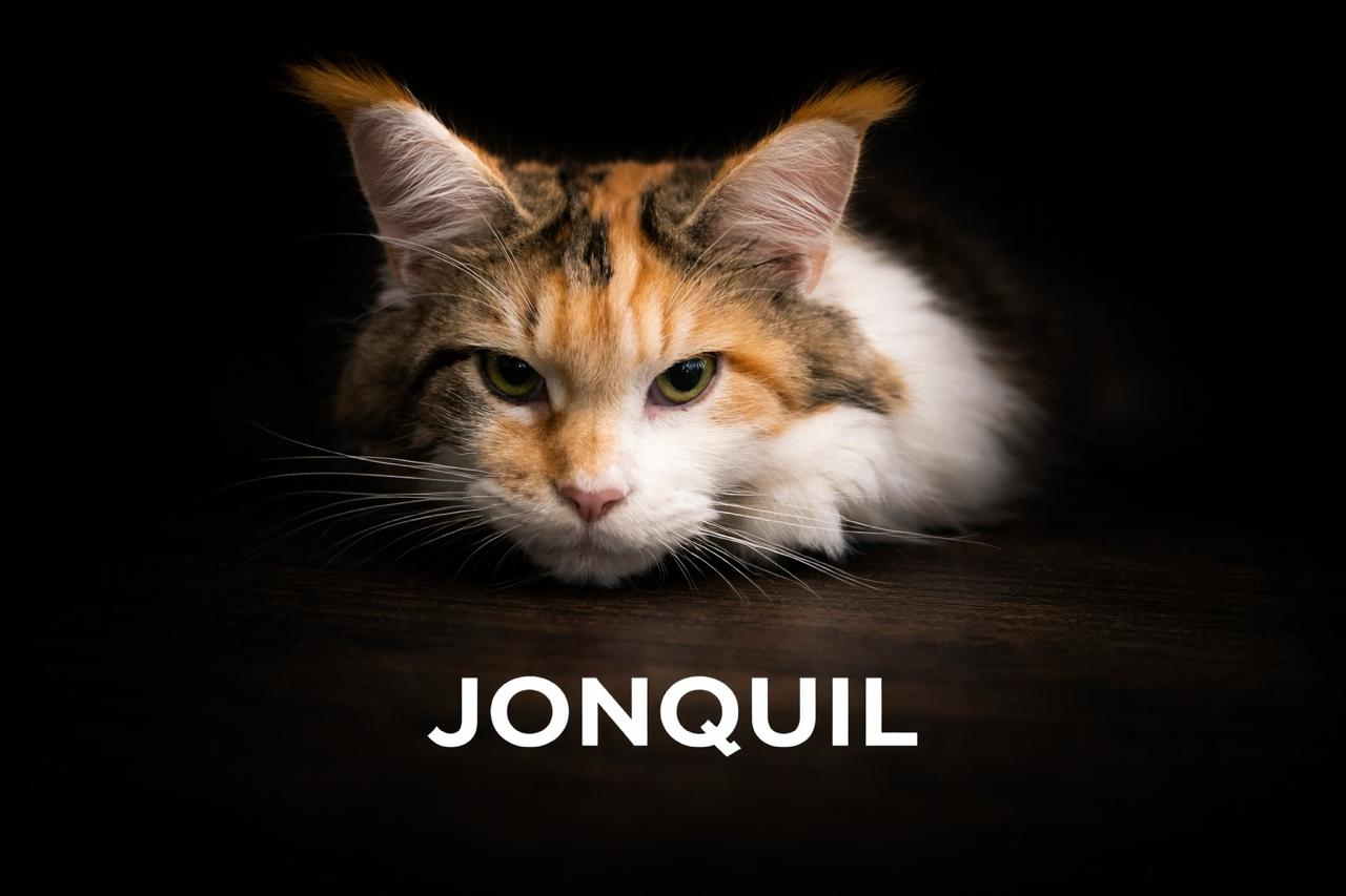 jonquil-pitomnik-mejn-kunov-kotjata