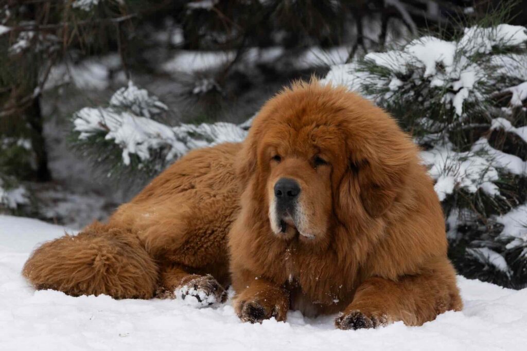 kennel-Koskaylas-tibetskij-mastif-buy-puppy