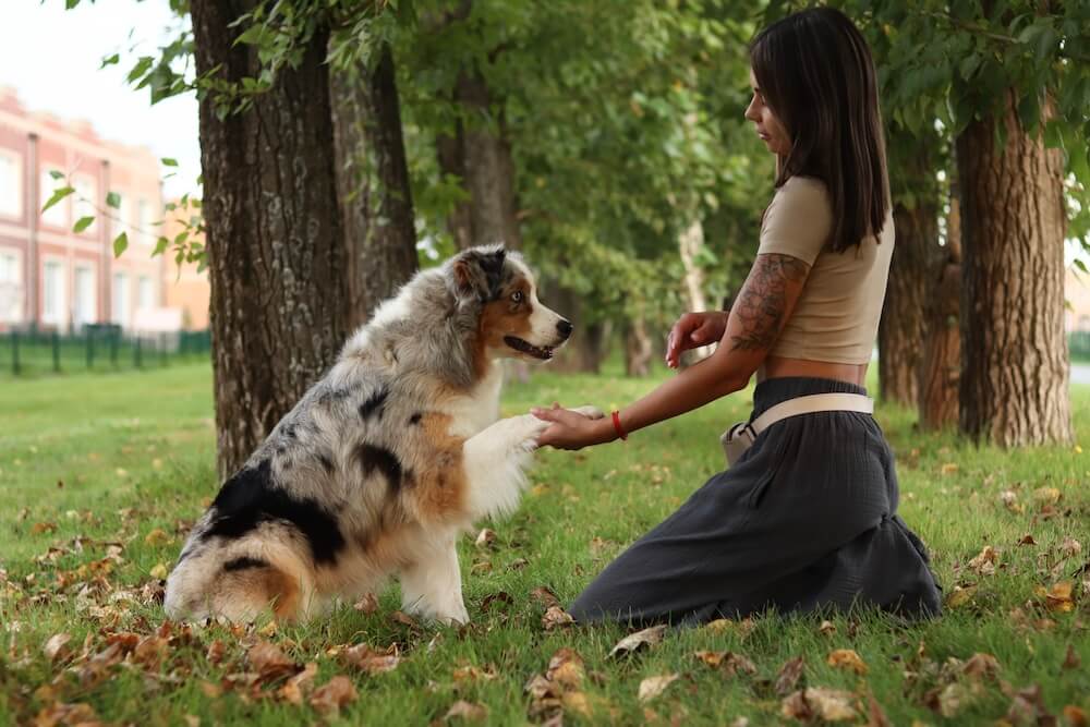 kennel-mystic-face-aussie-kupit-shchenka