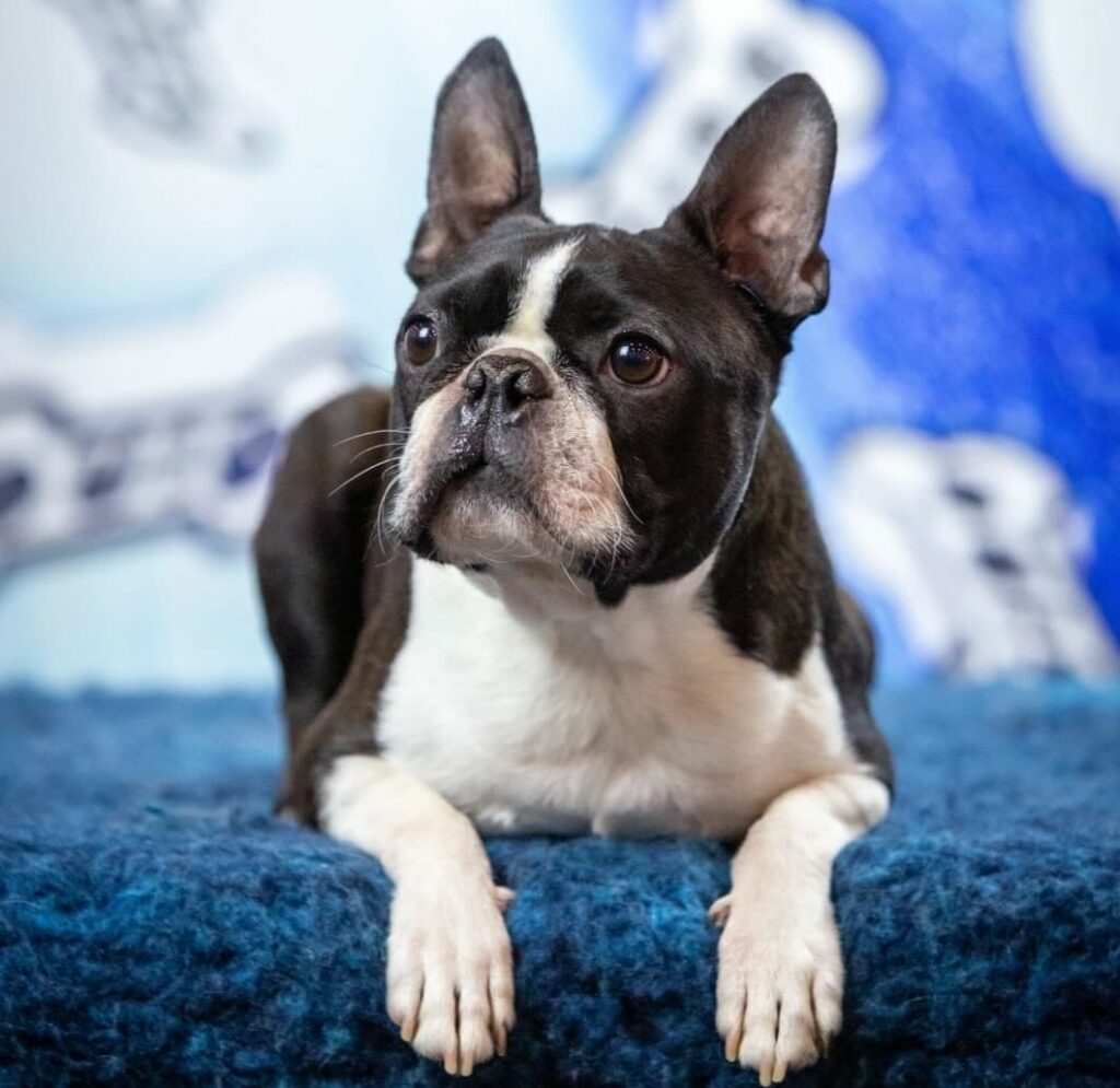 kennel-severnie-lvi-boston-terrier-buy-pippy