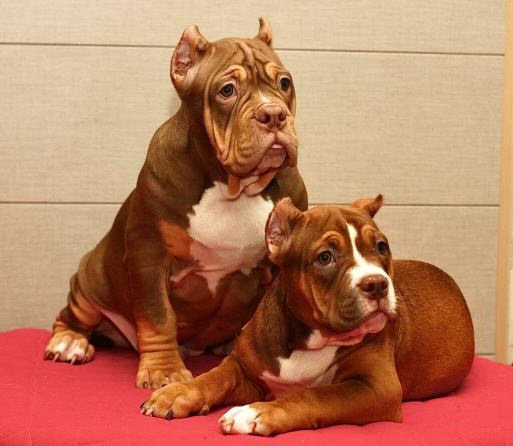 kennel-victana-stars-amerikanskij-bulli-buy-dog