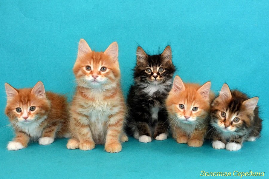 koshka-kurilskij-bobtale- buy-kitten-from-kennel