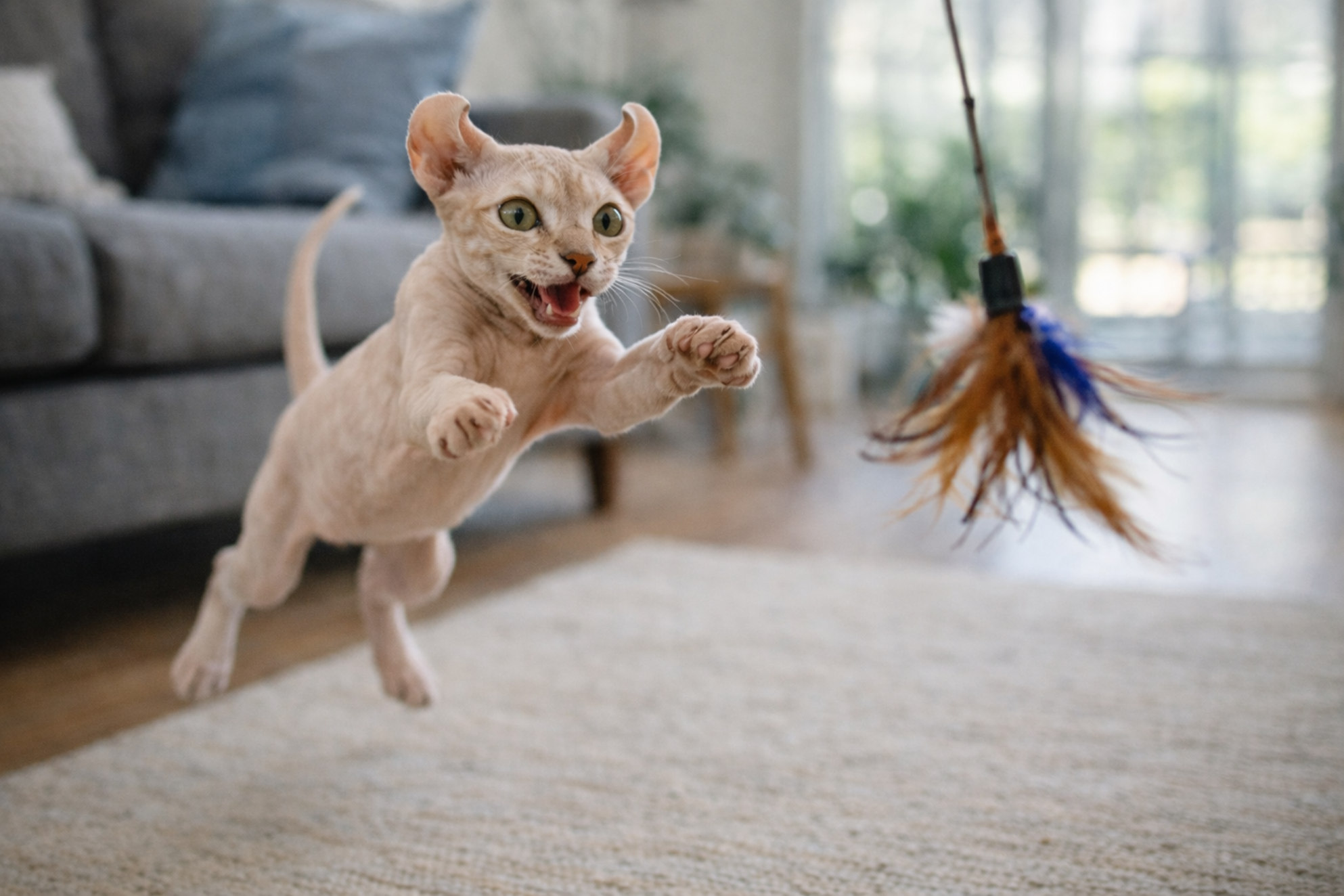 kotenok-elf-prygaet-za-igrushkoy