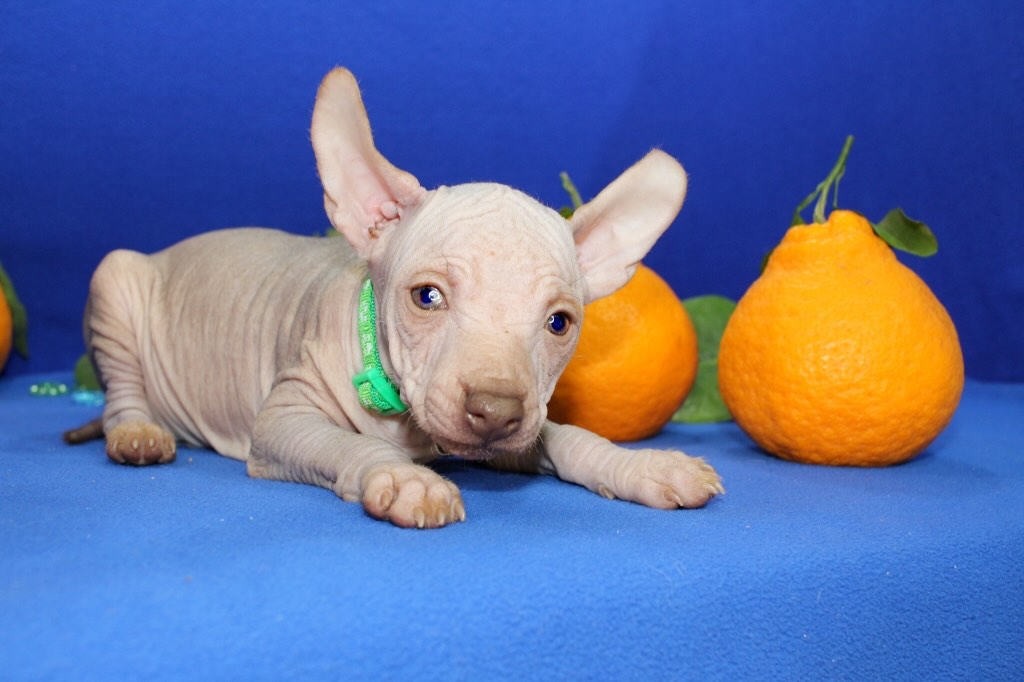 ksoloitckuintli-kupit-shchenka-iz-pitomnika