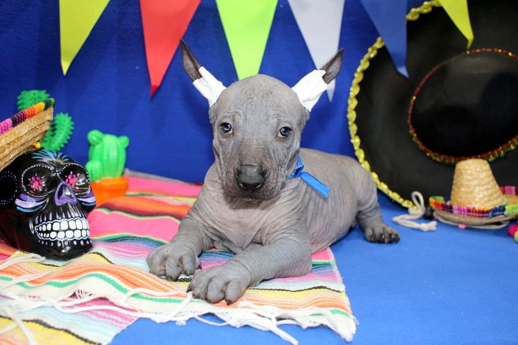 ksoloitckuintli-kupit-sobaku-porodistuju