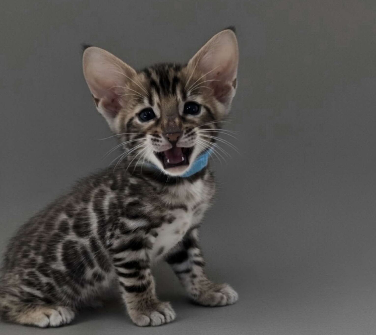 kupit-kotenka-bengalskoi-koshki