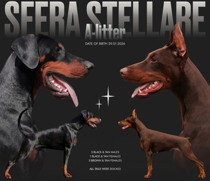 kupit-shchenka-dobermana-v-moskve