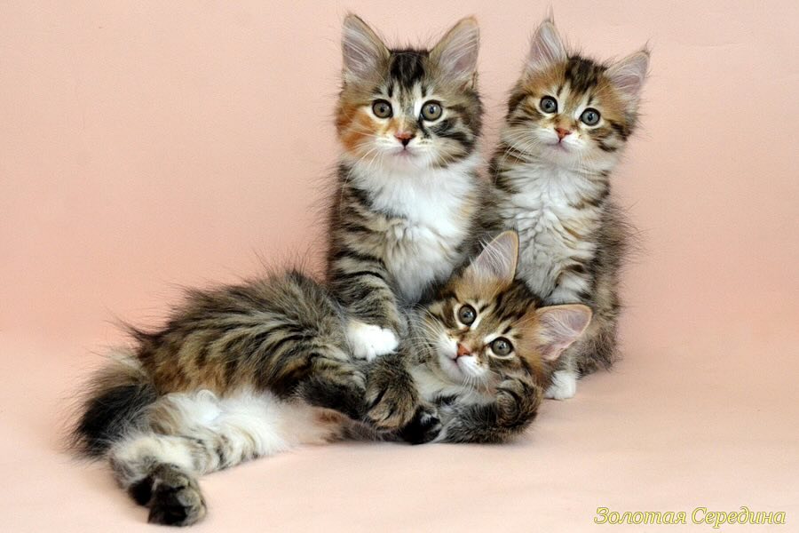 kurilskij-bobtale-kupit-kotenka