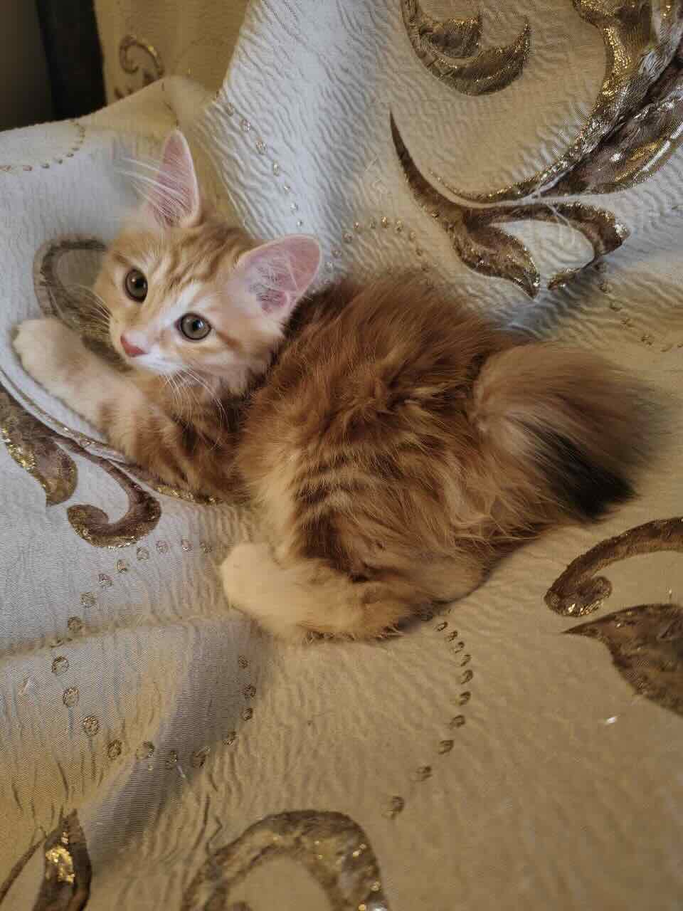 kurilskiy-bobteyl-kupit-kotenka