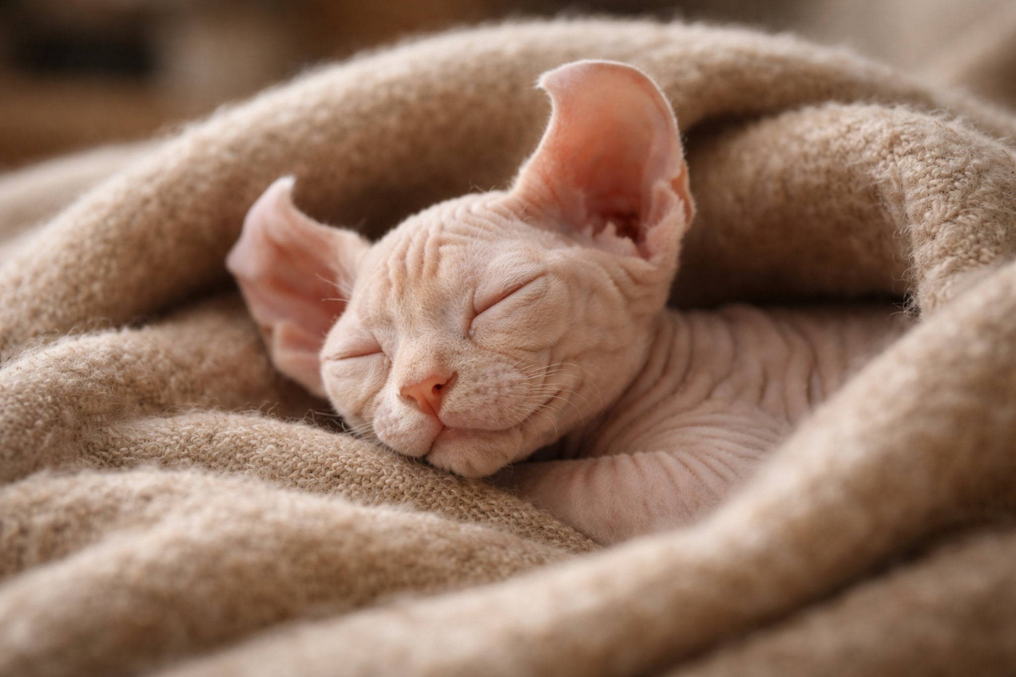 lysyy-kotenok-elf-spit