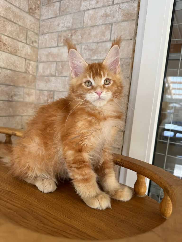 main-coon-kupit-kotenka