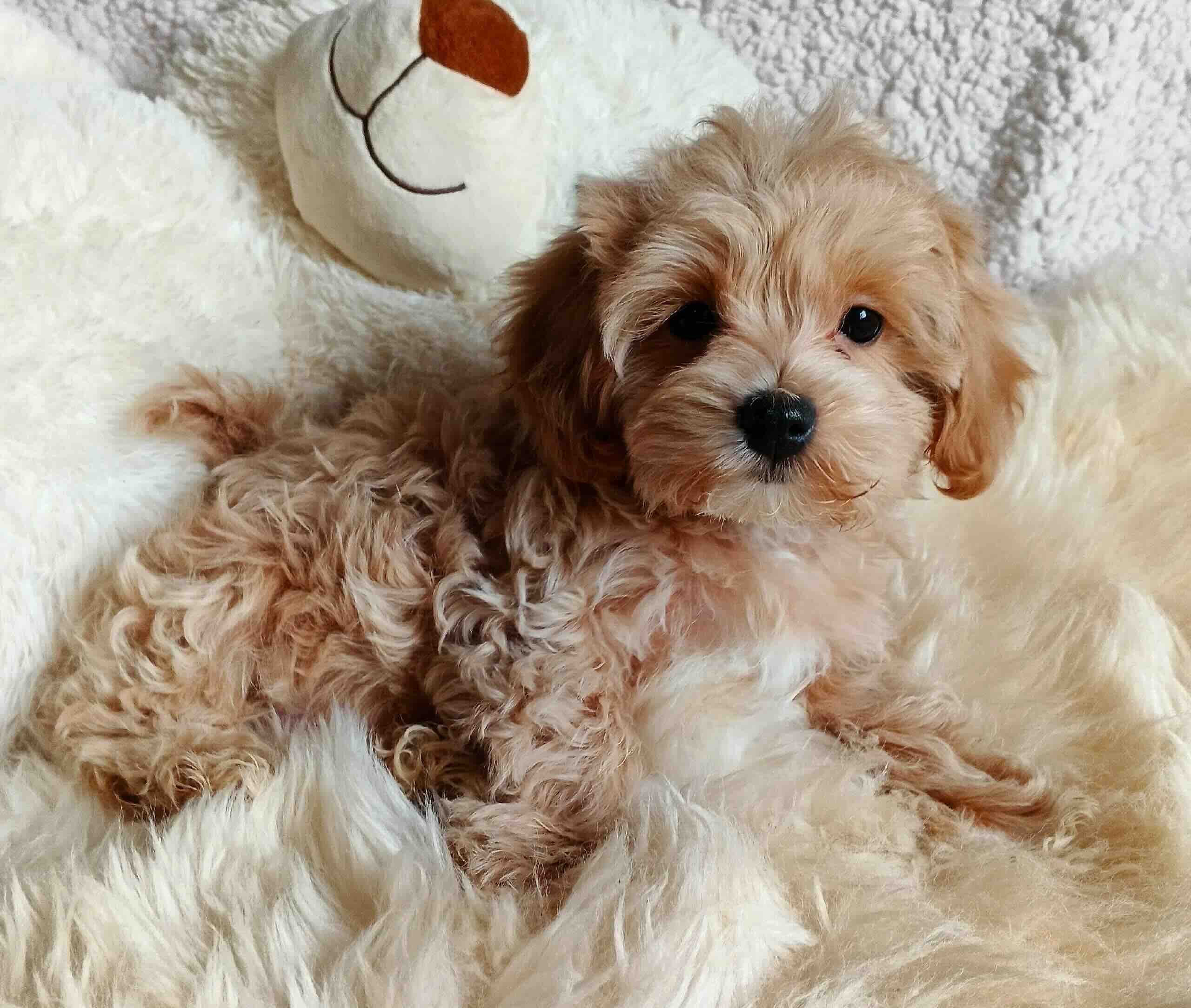 maltipu-buy-puppy-from-kennel