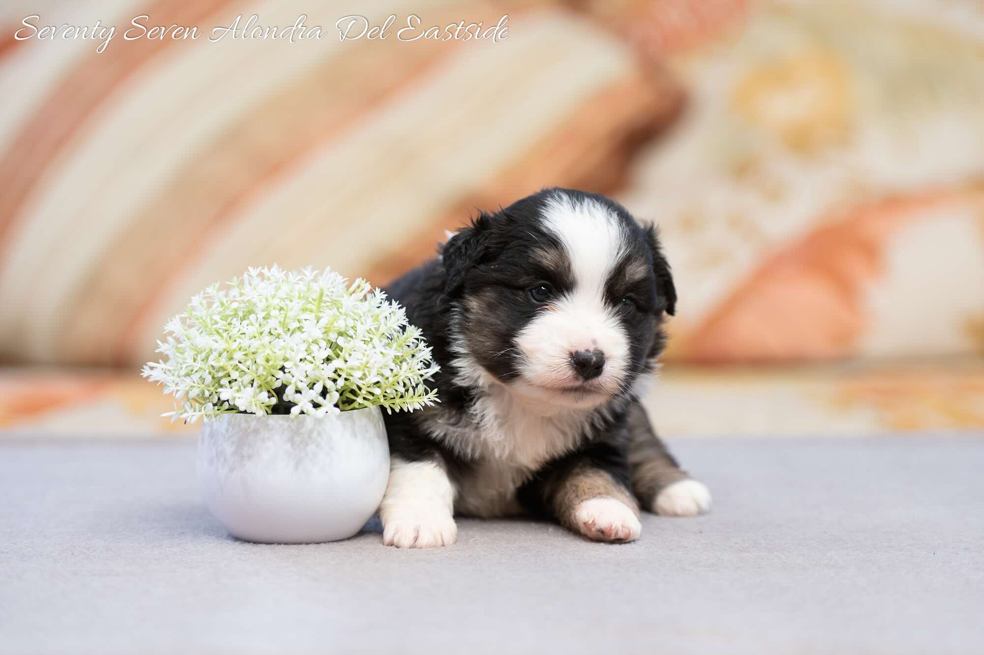 mini-aussi-kupit-shchenka-iz-pitomnika