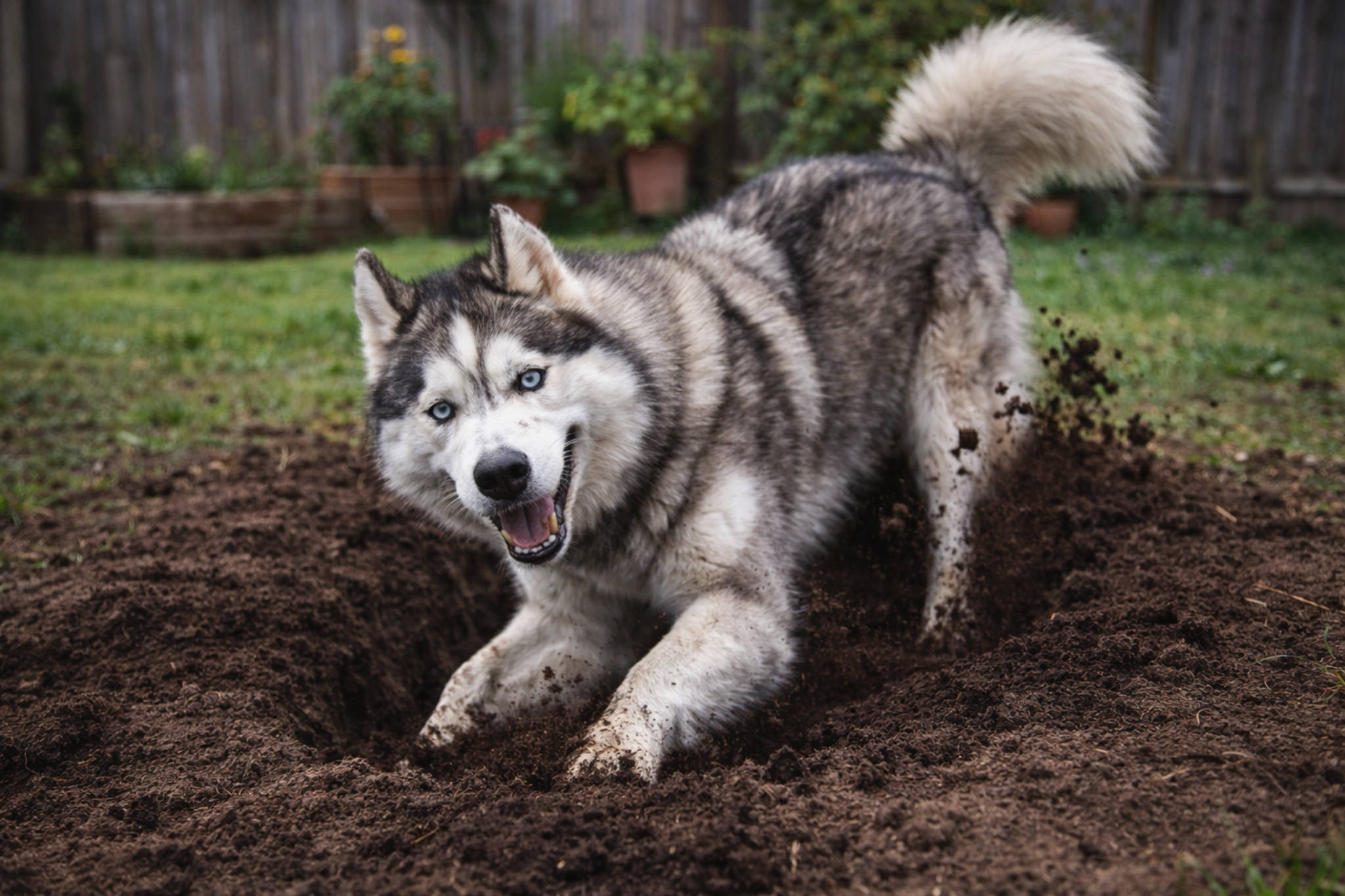 minusy-haski-soderzhanie-haski