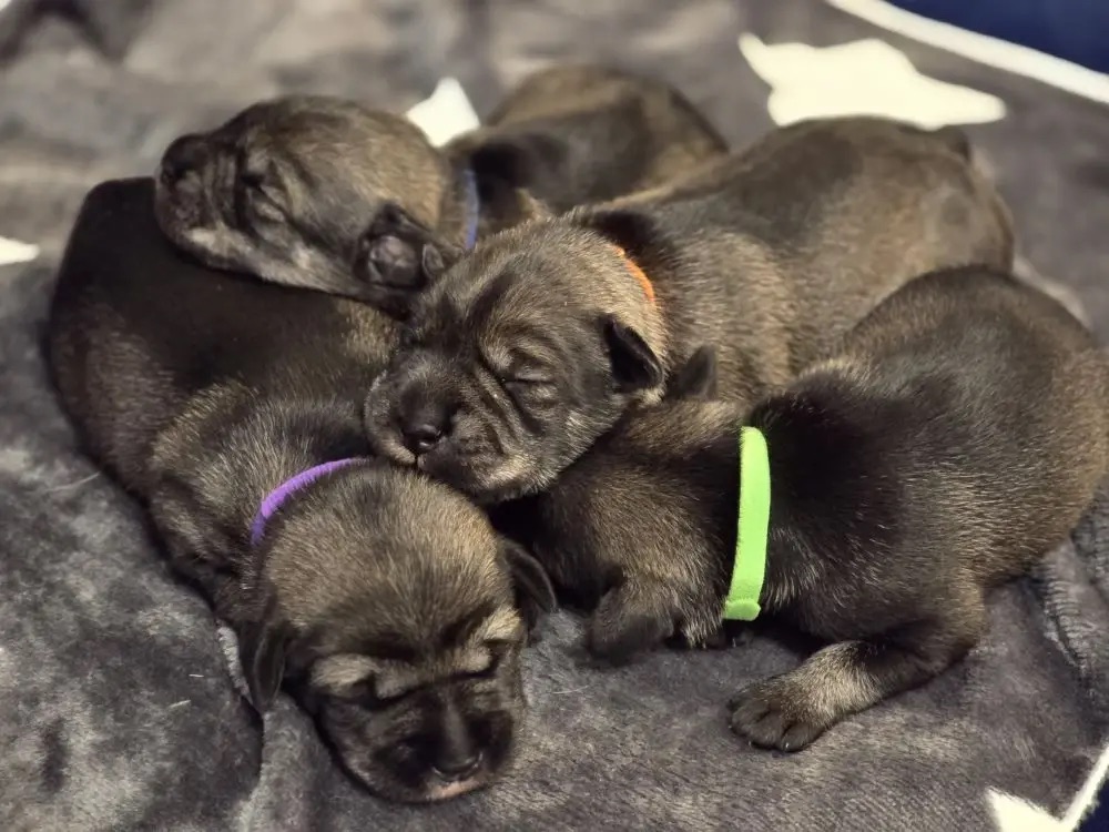 mittelshnaucer-kupit-shchenka