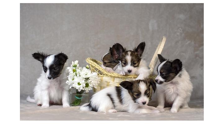 papilion-kupit-shchenka