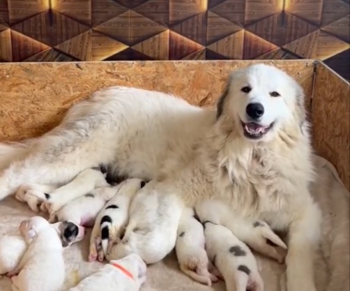 pirenejskaja-gornaja-sobaka-buy-puppy-from-kennel