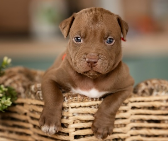 pitbull-kupit-shchenka-iz-pitomnika