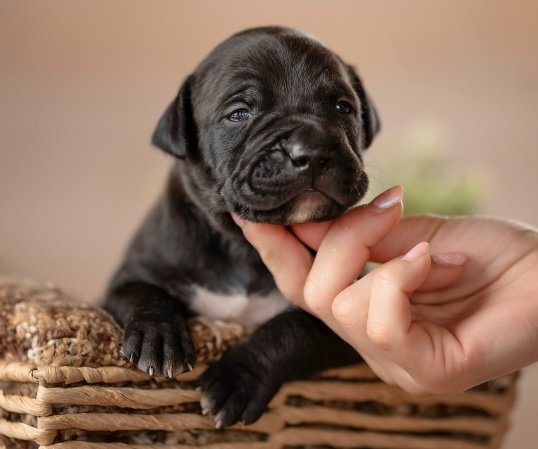 pitbull-kupit-shchenka-iz-pitomnika