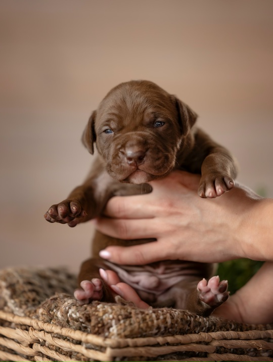 pitbull-kupit-shchenka