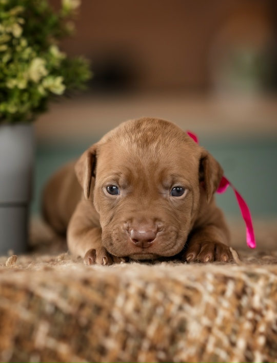 pitbull-kupit-sobaku-iz-pitomnika