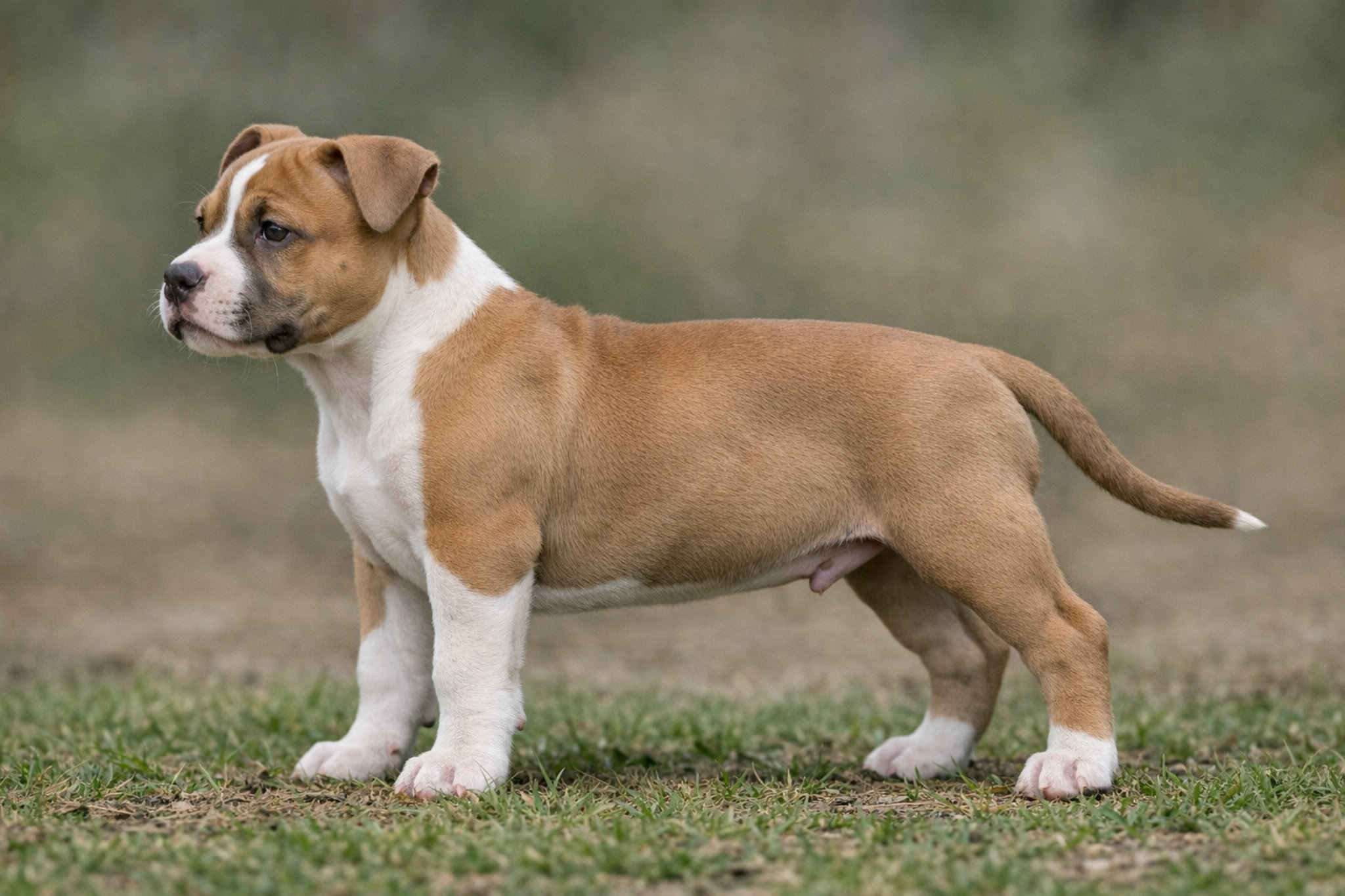 pitbulterer-shchenok-perspektivnyy-standart-poroda-pitbulya