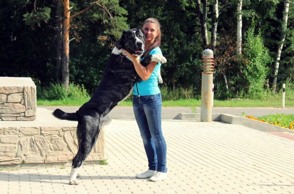 pitomnik-buribosar-sredneaziatskaya-ovcharka-kupit-shchenka