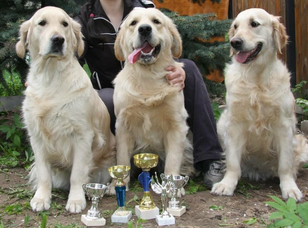 pitomnik-golden-forever-zolotistij-retriver