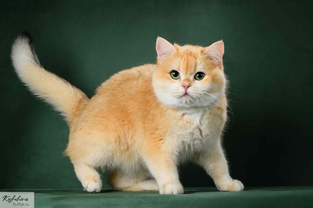 pitomnik-koshek-ZAMOK-K-zolotie-shinshilli-kupit-kotenka