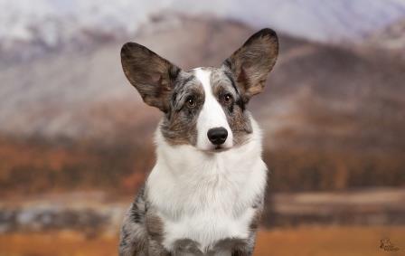 pitomnik-maksherri-velsh-korgi-kupit-sobaku