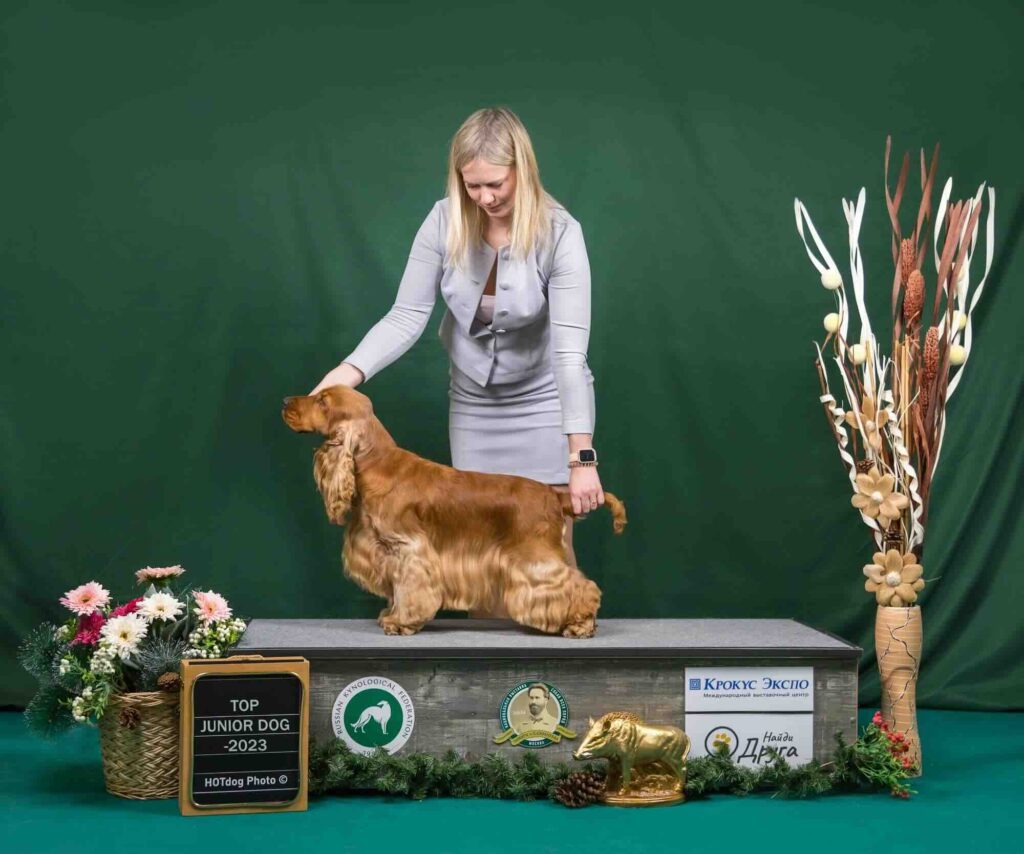 pitomnik-raspberry-dawn-anglijskij-koker-spaniel-kupit-shchenka