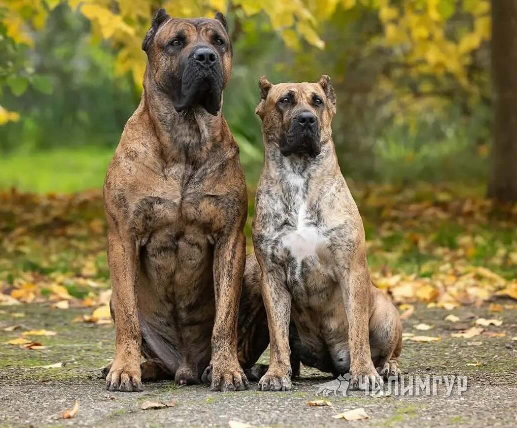 pitomnik-sobak-chilingur-kanarskij-dog-kupit-shchenka