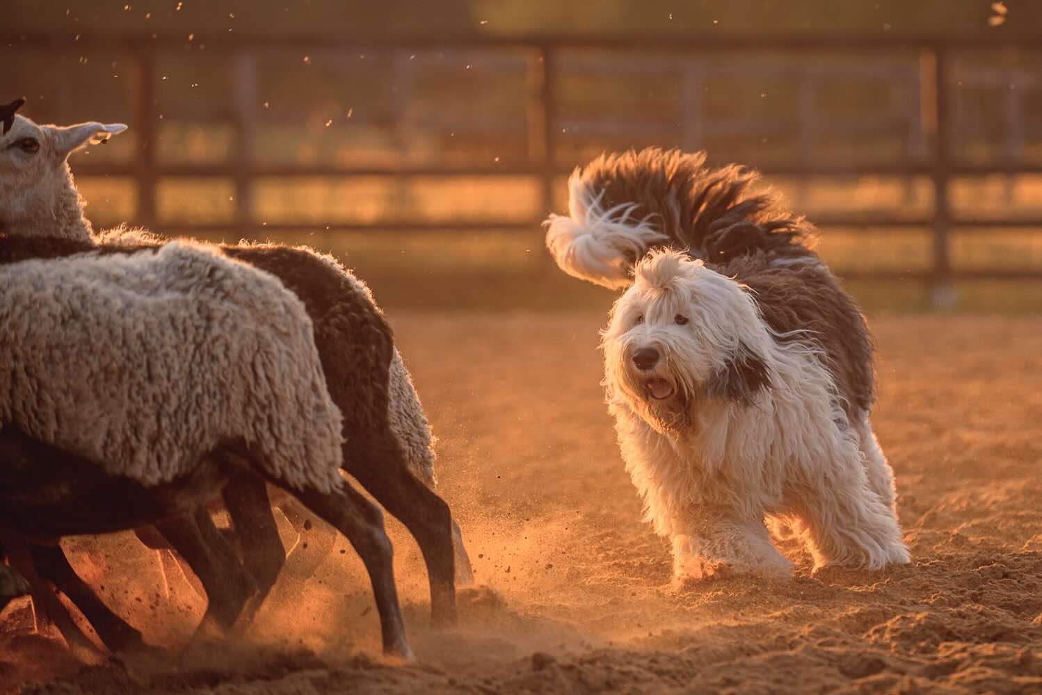 pitomnik-sobak-griland-bobtail-prodazha-shchenka
