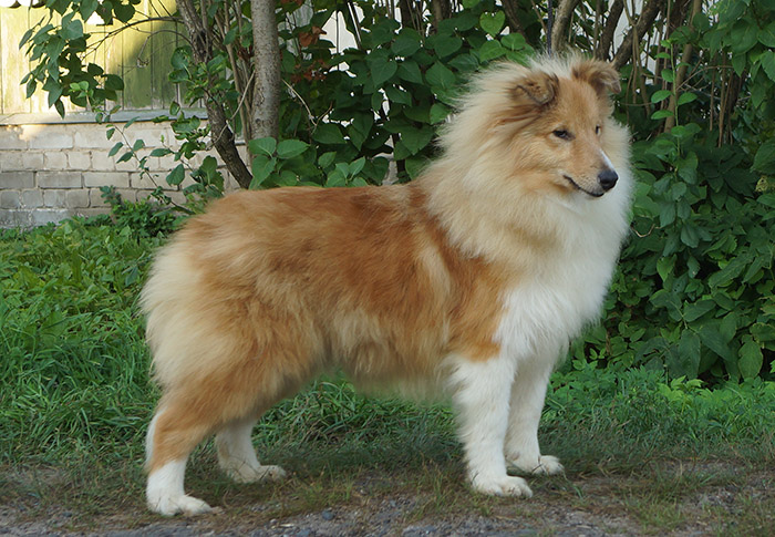 pitomnik-sobak-iz-tverskoj-skazki-shelti