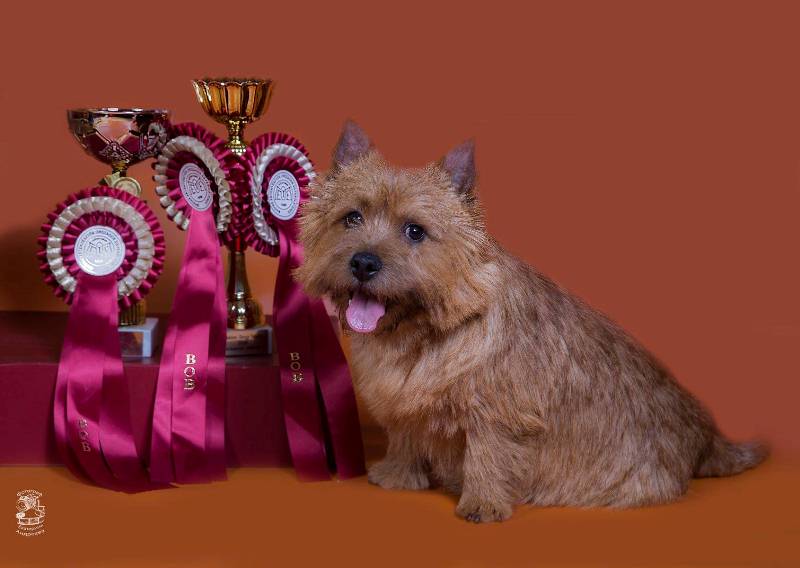 pitomnik-sobak-khors-norvich-terrier-kupit-shchenka