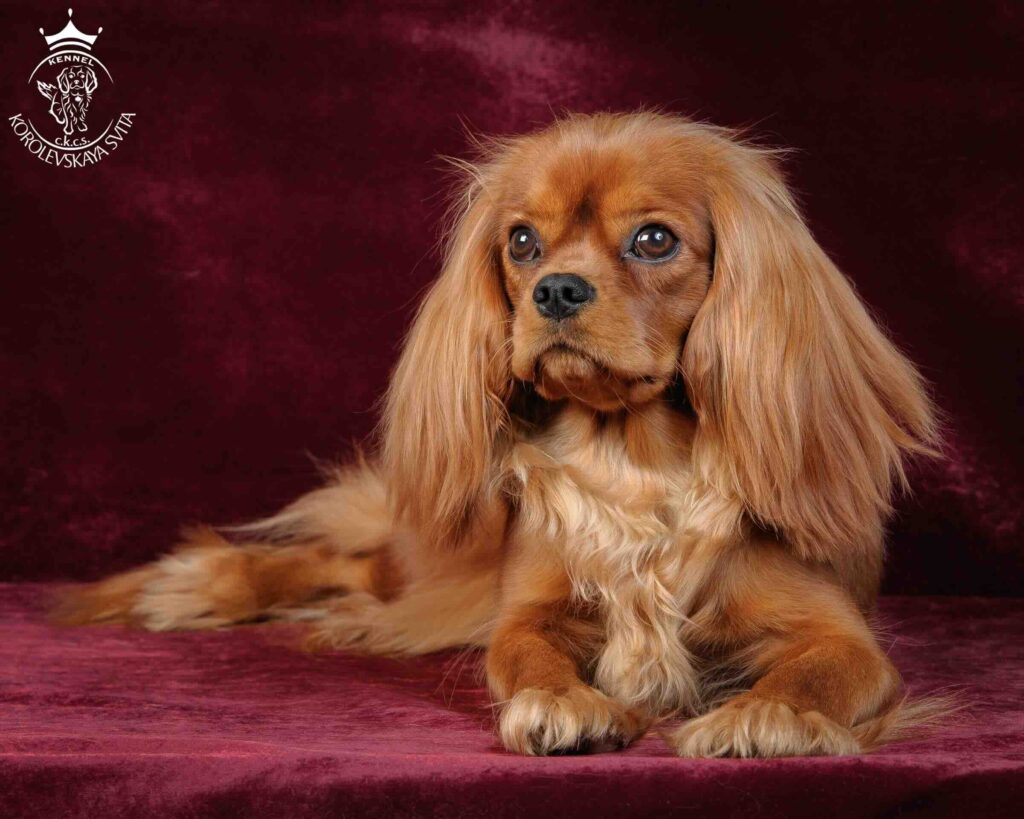 pitomnik-sobak-korolevskaya-cvita-kavaler-king-charlz-spaniel-kupit-sobaku