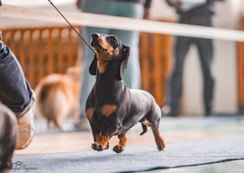 pitomnik-sobak-kosta-felicitas-taksa-kupit-sobaku