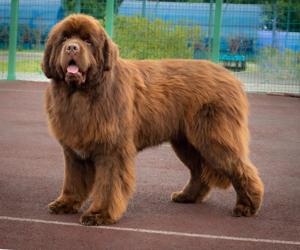 pitomnik-sobak-obush-shed-nyufoundland-kupit-shchenka