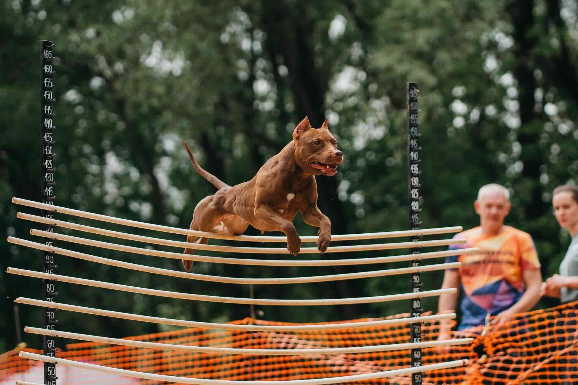 pitomnik-sobak-pit4life-pitbull-kupit-shchenka