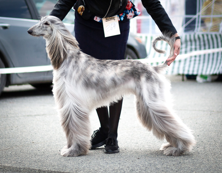 pitomnik-sobsk-sanflauas-afghan-hounds-gde-kupit-shchenka