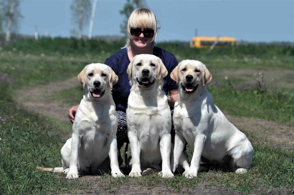 pitomnik-starneos-labrador-retriver-kupit