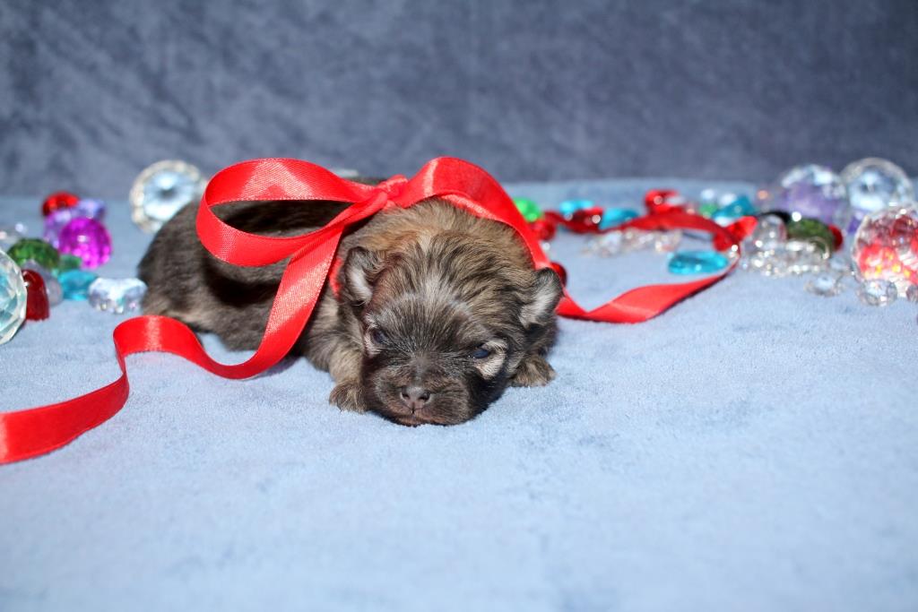 pomeraskij-shpitz-kupit-sobaku