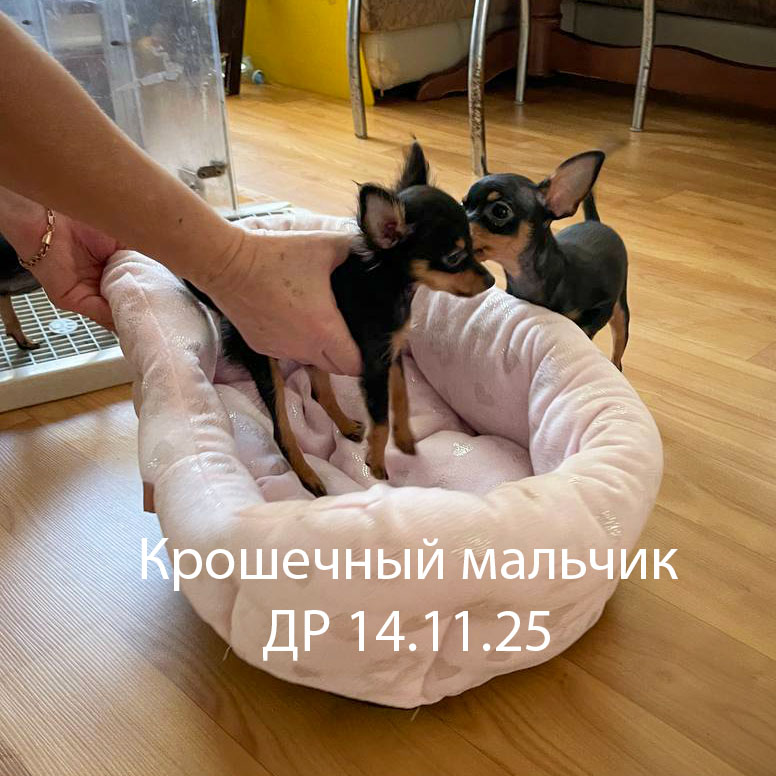 prazhskiy-krysarik-buy-puppy