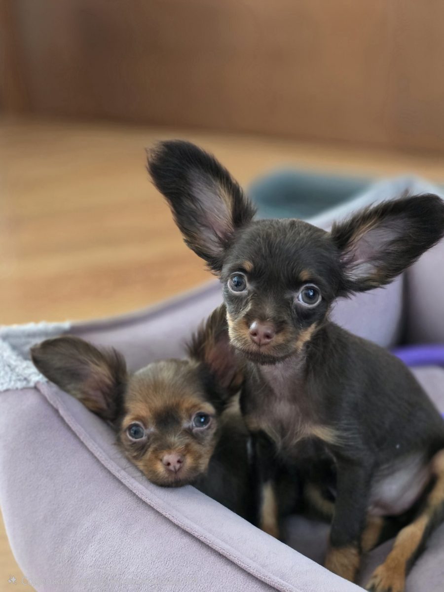 russian-toy-terrier-buy-puppy